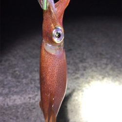 今日もケンサキイカ釣り(^^)