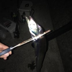 サバの時合いって…