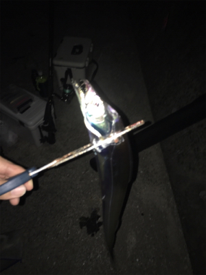 サバの時合いって…