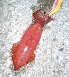 ケンサキエギング