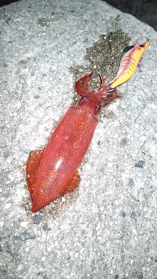 ケンサキエギング