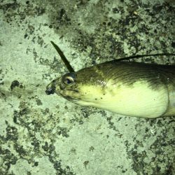 まさかのゲスト