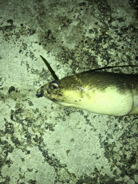 まさかのゲスト