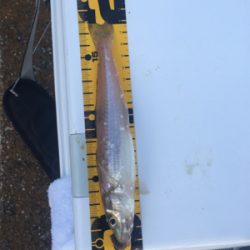 椿泊の港で適当に投げたら釣れました