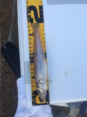 椿泊の港で適当に投げたら釣れました