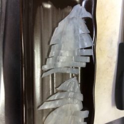 エギングでヤリイカ