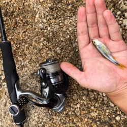 近所の川で小物釣り