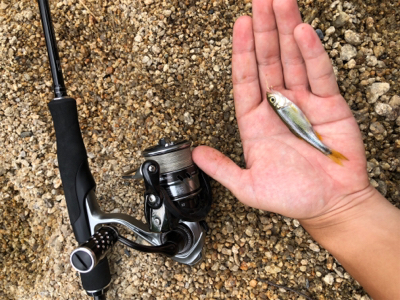 近所の川で小物釣り