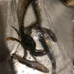 久々にファミリーフィッシング