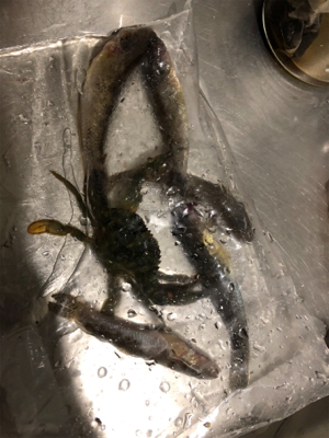 久々にファミリーフィッシング