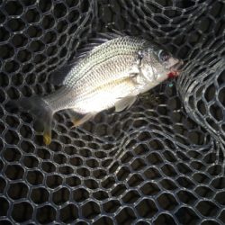 淀川ブリームゲーム ショートバイト