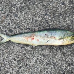 カゴ釣りで狙うソウダ！シイラ！