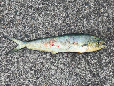 カゴ釣りで狙うソウダ！シイラ！