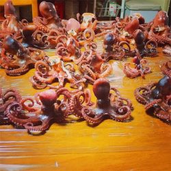 今シーズン最後のタコ釣行