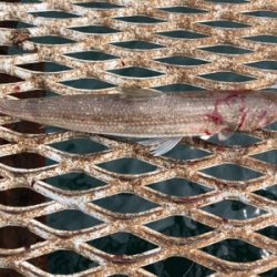 青物が釣れるはずだったが…