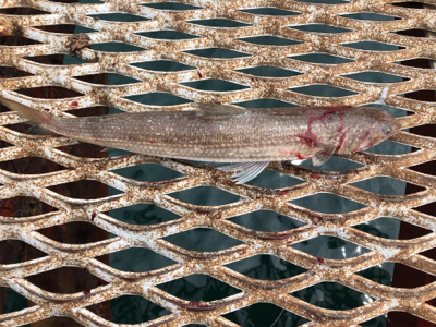 青物が釣れるはずだったが…