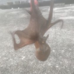 タコ釣り〜