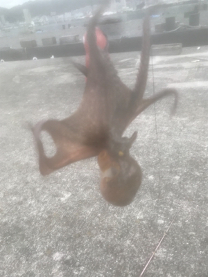 タコ釣り〜