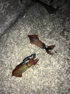 ケンサキ狙い〜