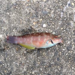 今日もガシラ狙い、楽しかったです。