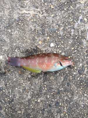 今日もガシラ狙い、楽しかったです。