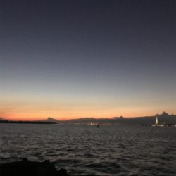 久しぶりタコ。