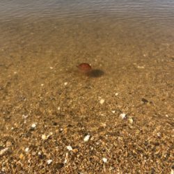 夕まずめチニング