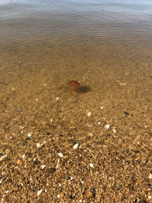 夕まずめチニング