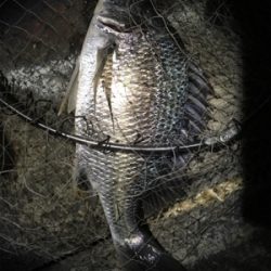 めっちゃ釣れた