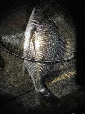 めっちゃ釣れた