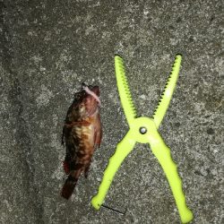 アタリは多いが…