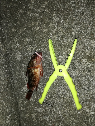 アタリは多いが…