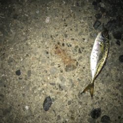 中アジを探しに