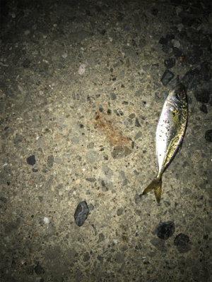 中アジを探しに