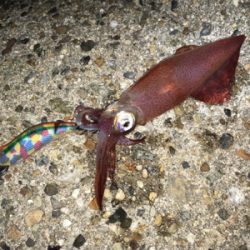 ライトエギング、ケンサキ