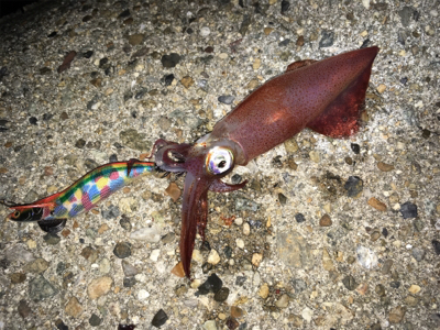 ライトエギング、ケンサキ