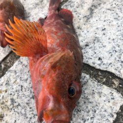 ナイスサイズのガシラダブル♪