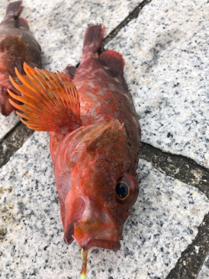 ナイスサイズのガシラダブル♪