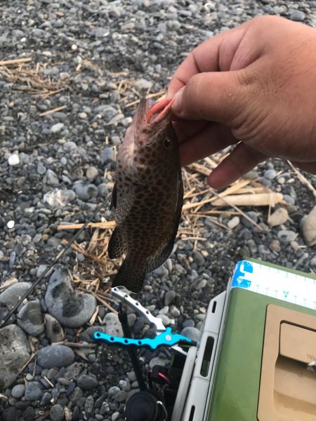 デイのライトゲーム