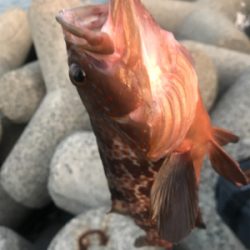 水温が高いのか(T . T)