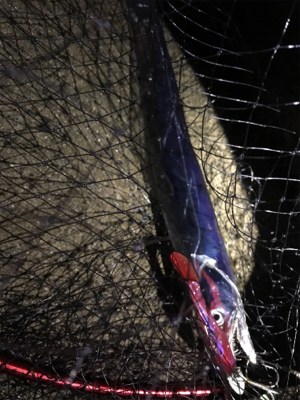 ワインドでタチウオ