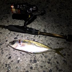 伊方町・アジング好調