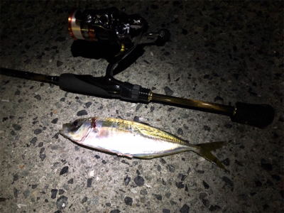 伊方町・アジング好調