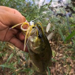 バス釣り