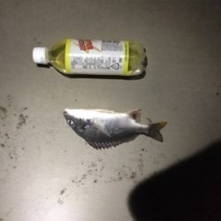 暑い蒸し暑い中のキビレ