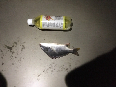 暑い蒸し暑い中のキビレ