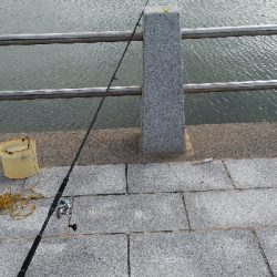 ヒイラギ、ハゼ