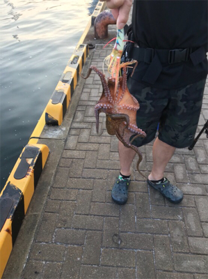 朝一オクトパッシング