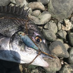 デイゲームでクロダイ連発!