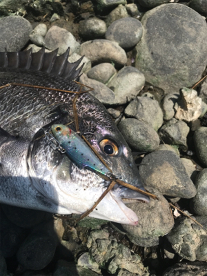 デイゲームでクロダイ連発!